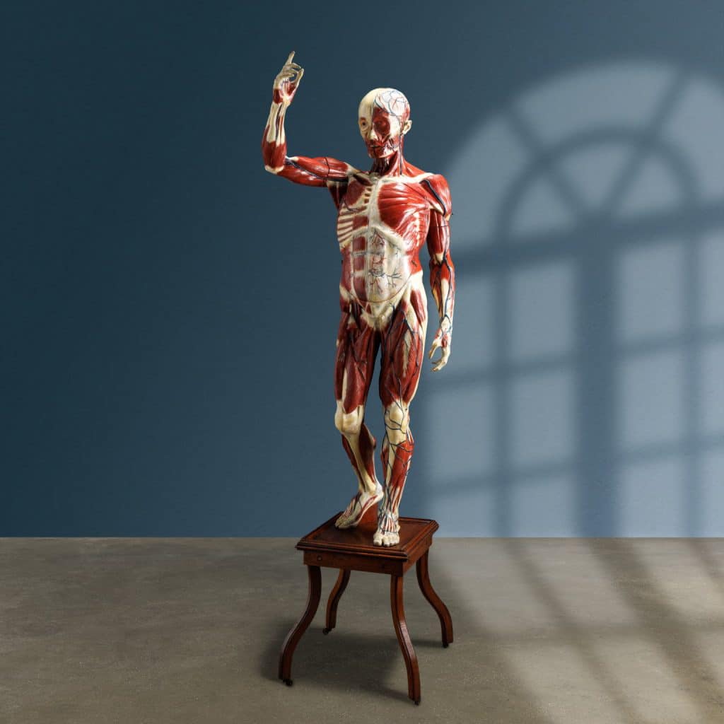 Corpo umano, modello anatomico. Maison Deyrolle, Parigi inizi XX secolo - immagine 1
